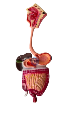 Human Digestive System